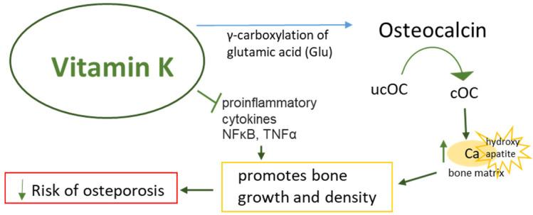 https://cdn.ncbi.nlm.nih.gov/pmc/blobs/8f34/11676630/9d29725c6980/nutrients-16-04341-g003.jpg