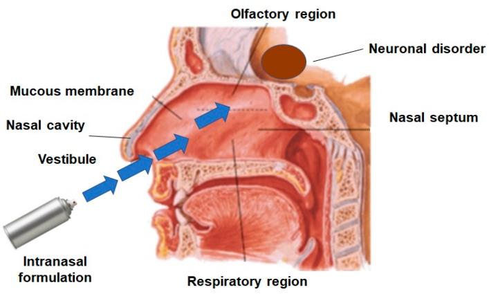https://cdn.ncbi.nlm.nih.gov/pmc/blobs/8f34/7767046/37d71a29fc58/pharmaceutics-12-01230-g002.jpg