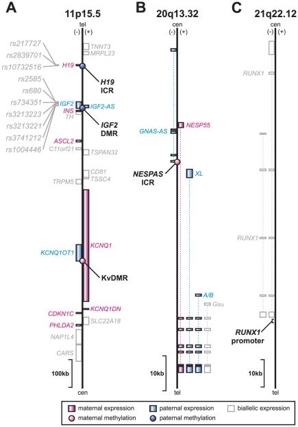 https://cdn.ncbi.nlm.nih.gov/pmc/blobs/8f36/3184992/797c48c0c96b/pone.0025590.g001.jpg