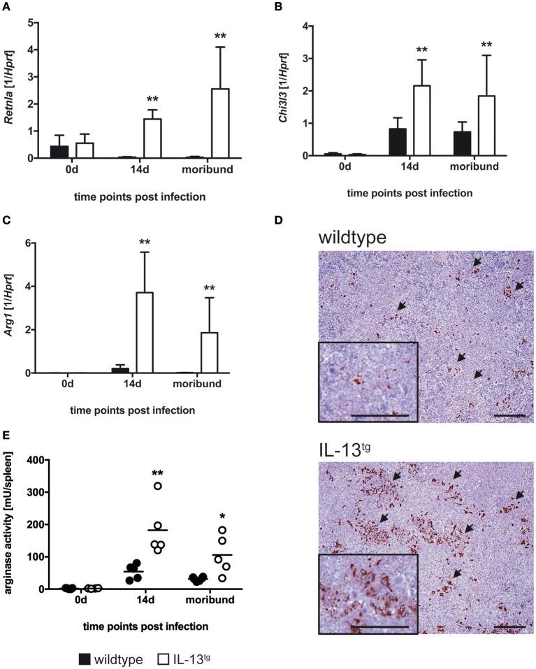 https://cdn.ncbi.nlm.nih.gov/pmc/blobs/8f37/6281981/b4b538a346b3/fimmu-09-02790-g0005.jpg