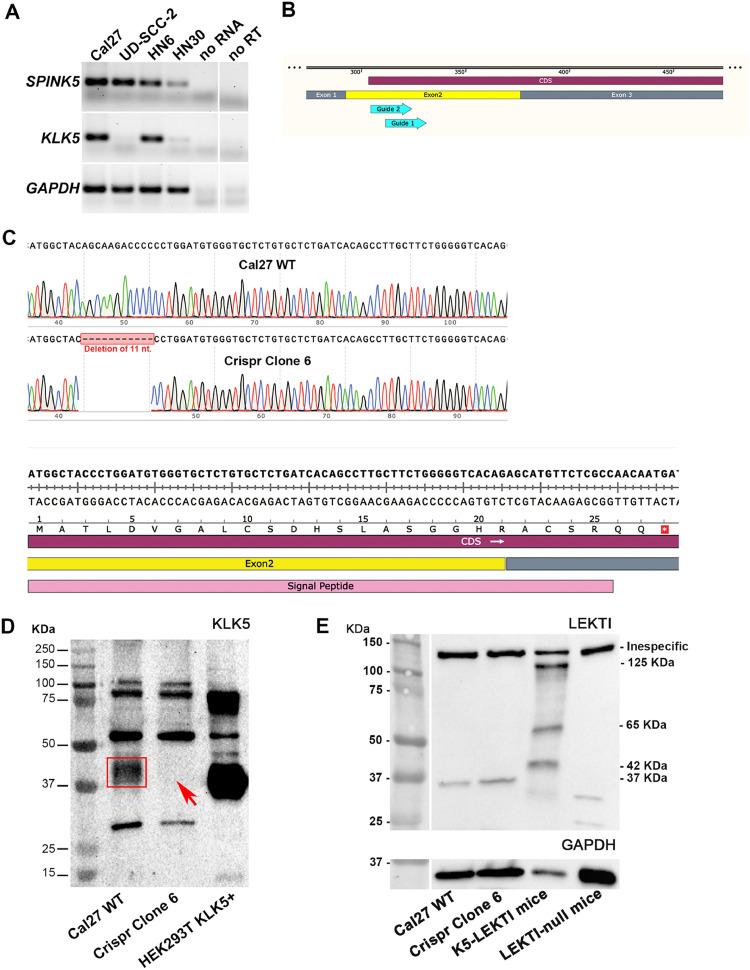 https://cdn.ncbi.nlm.nih.gov/pmc/blobs/8f39/7708696/1ee94561b061/gr4.jpg