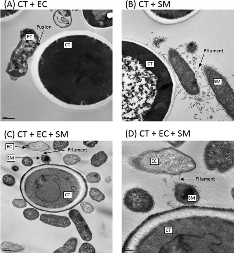 https://cdn.ncbi.nlm.nih.gov/pmc/blobs/8f3c/5030358/7052b0715d9e/mbo0051630020006.jpg
