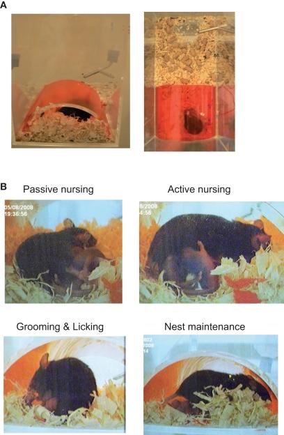 https://cdn.ncbi.nlm.nih.gov/pmc/blobs/8f3e/3001759/27685b8fb73e/fnbeh-04-00176-a001.jpg
