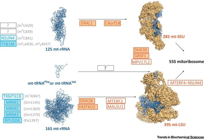 https://cdn.ncbi.nlm.nih.gov/pmc/blobs/8f3f/5538620/6e7acf0b4f00/gr2.jpg