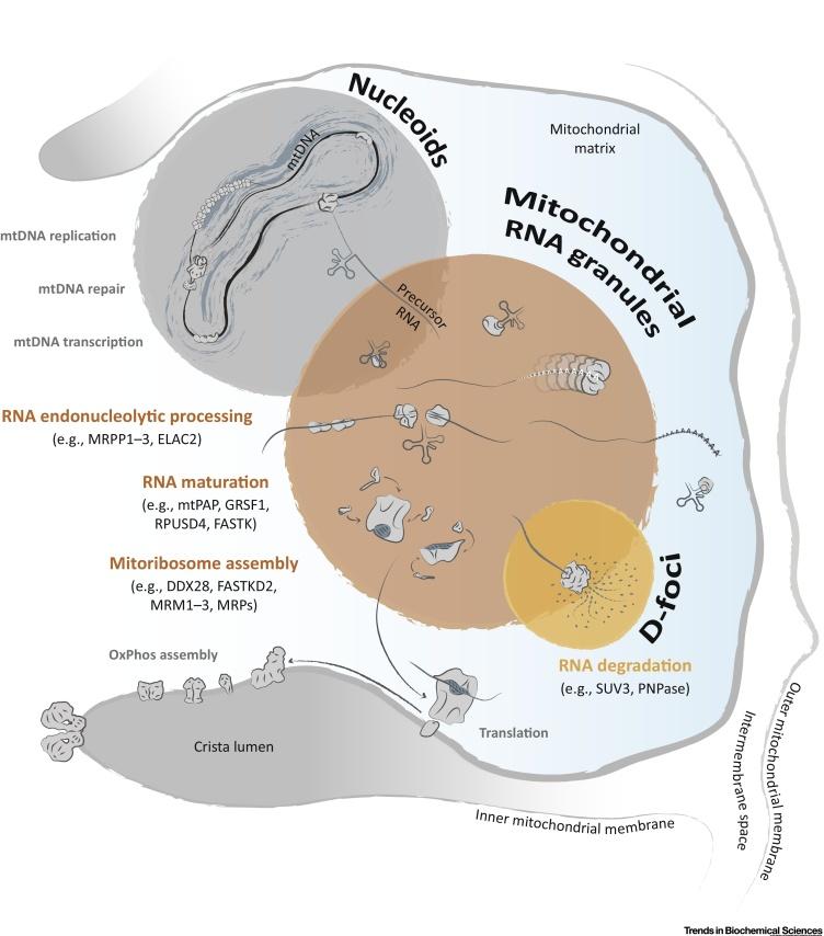 https://cdn.ncbi.nlm.nih.gov/pmc/blobs/8f3f/5538620/960ea4b492be/gr1.jpg