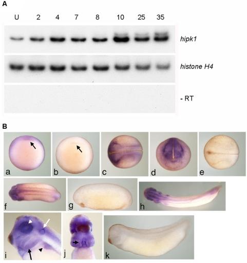 https://cdn.ncbi.nlm.nih.gov/pmc/blobs/8f41/2629544/39a109ba77de/pone.0004310.g002.jpg