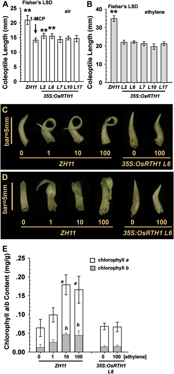 https://cdn.ncbi.nlm.nih.gov/pmc/blobs/8f42/3398448/df60da966cec/jexboters098f06_3c.jpg