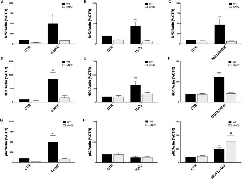 https://cdn.ncbi.nlm.nih.gov/pmc/blobs/8f47/7291861/2d0f5f01ff09/fphar-11-00844-g002.jpg