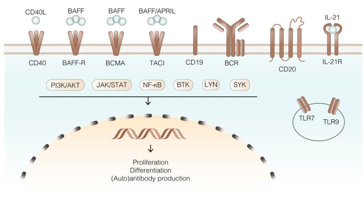 https://cdn.ncbi.nlm.nih.gov/pmc/blobs/8f48/8745114/79e116a776b5/ijms-23-00387-g002.jpg