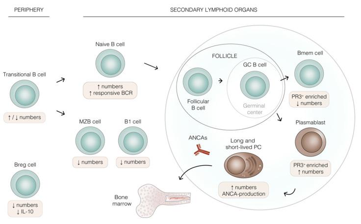https://cdn.ncbi.nlm.nih.gov/pmc/blobs/8f48/8745114/99cb3639fc3e/ijms-23-00387-g001.jpg