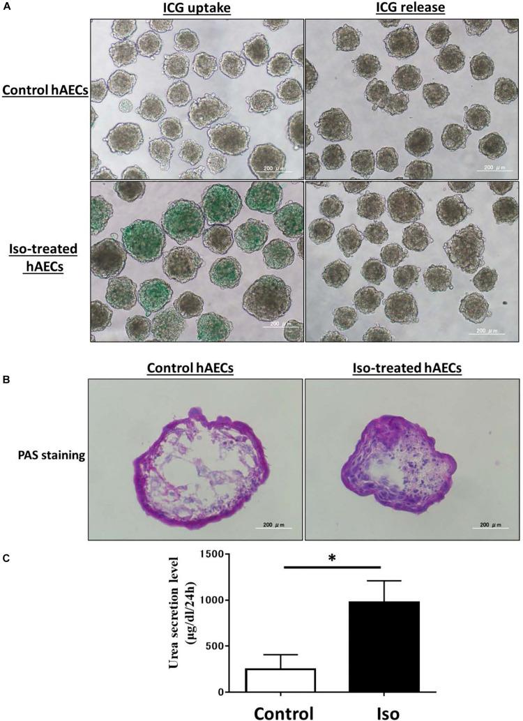https://cdn.ncbi.nlm.nih.gov/pmc/blobs/8f50/7674172/ea3506f2bee2/fcell-08-578036-g007.jpg
