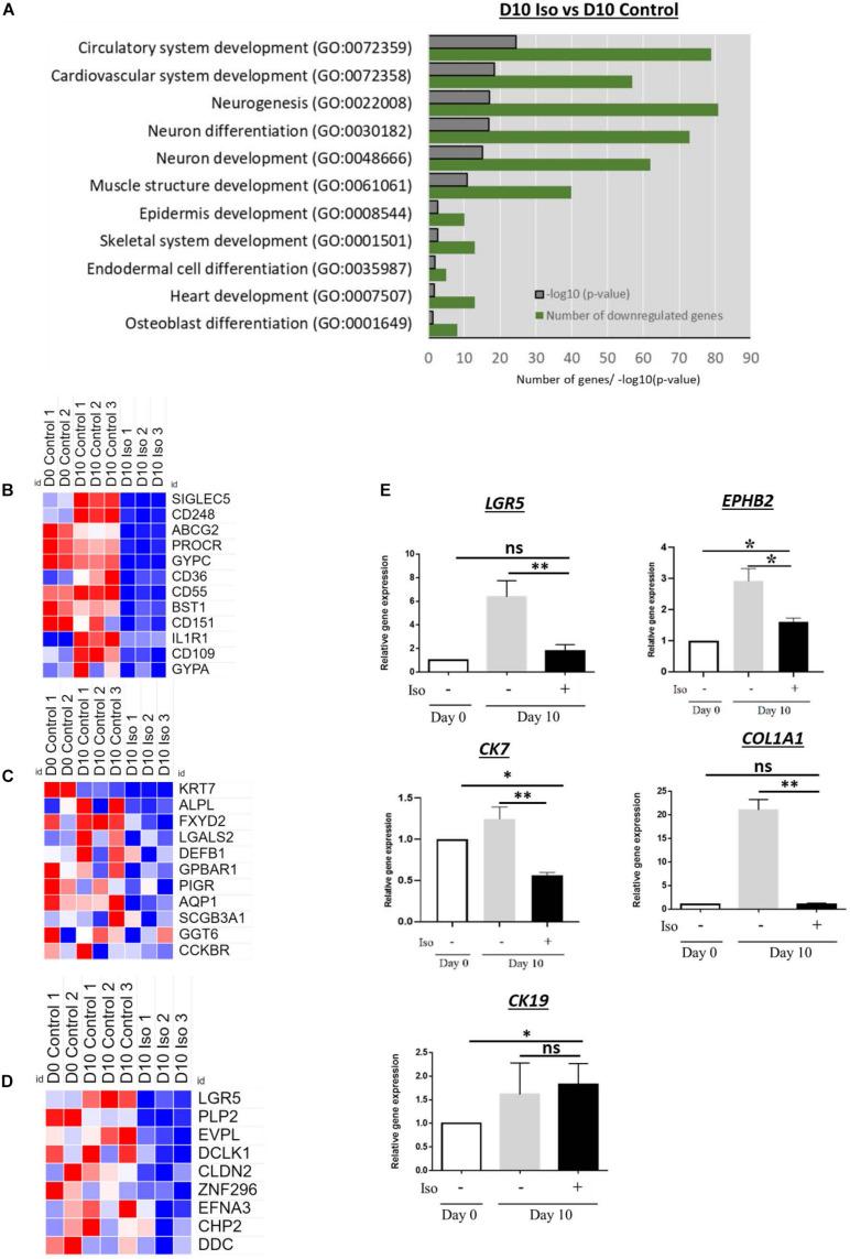 https://cdn.ncbi.nlm.nih.gov/pmc/blobs/8f50/7674172/edc6dfe9d931/fcell-08-578036-g005.jpg