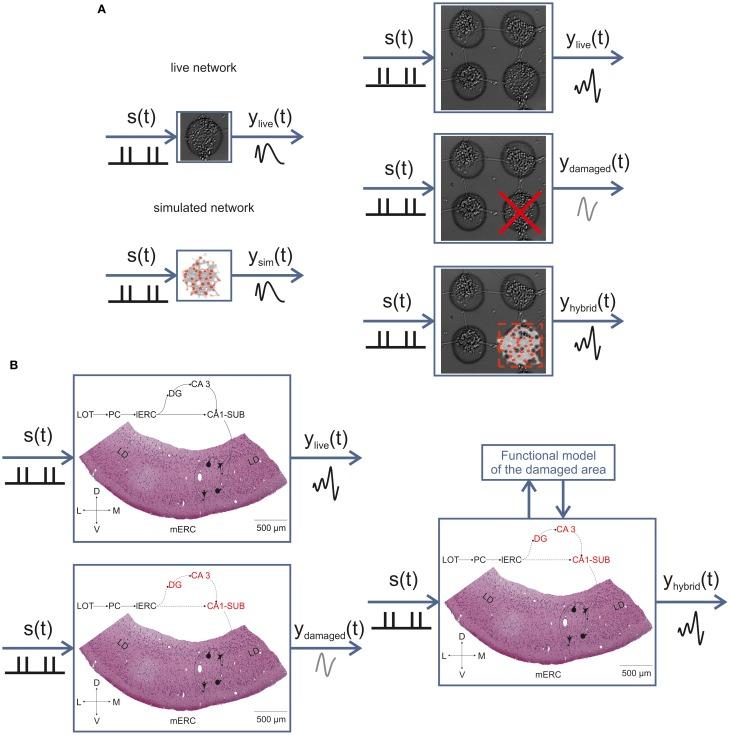 https://cdn.ncbi.nlm.nih.gov/pmc/blobs/8f57/3596784/1751e20d487e/fncir-07-00040-g0008.jpg