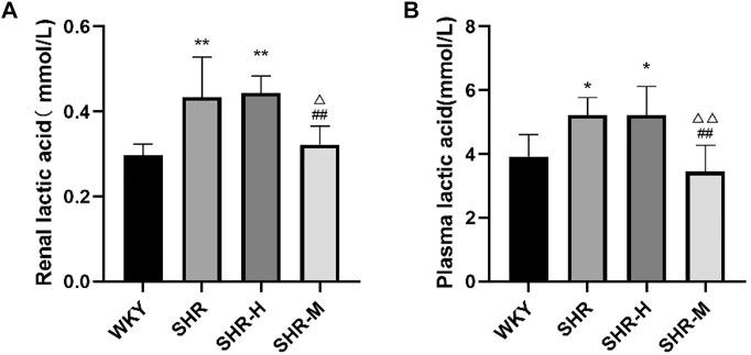 https://cdn.ncbi.nlm.nih.gov/pmc/blobs/8f57/9493464/107567c6f024/fphys-13-927078-g008.jpg