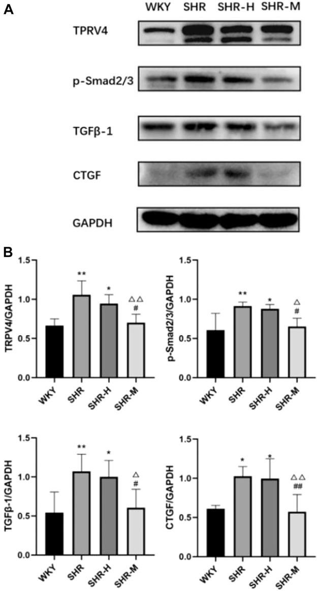 https://cdn.ncbi.nlm.nih.gov/pmc/blobs/8f57/9493464/478f4dc83185/fphys-13-927078-g003.jpg