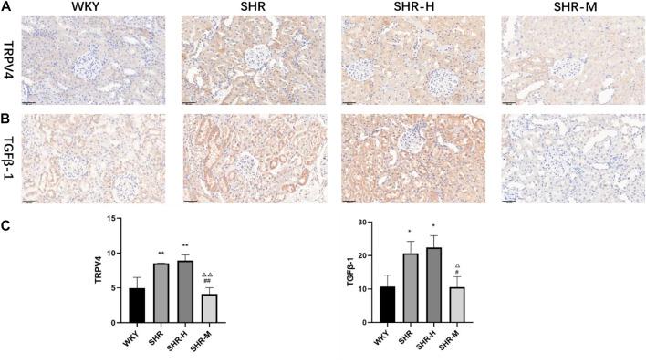 https://cdn.ncbi.nlm.nih.gov/pmc/blobs/8f57/9493464/60abea48b7de/fphys-13-927078-g004.jpg