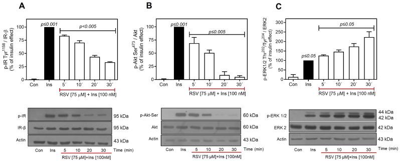 https://cdn.ncbi.nlm.nih.gov/pmc/blobs/8f59/12347301/5d6adaf5b2c3/ijms-26-07434-g003.jpg
