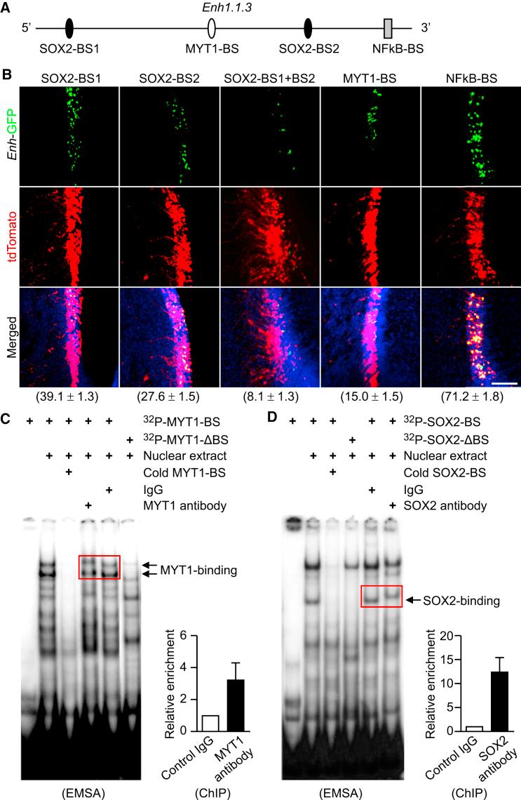 https://cdn.ncbi.nlm.nih.gov/pmc/blobs/8f5b/4649261/ea5801df686e/gr3.jpg