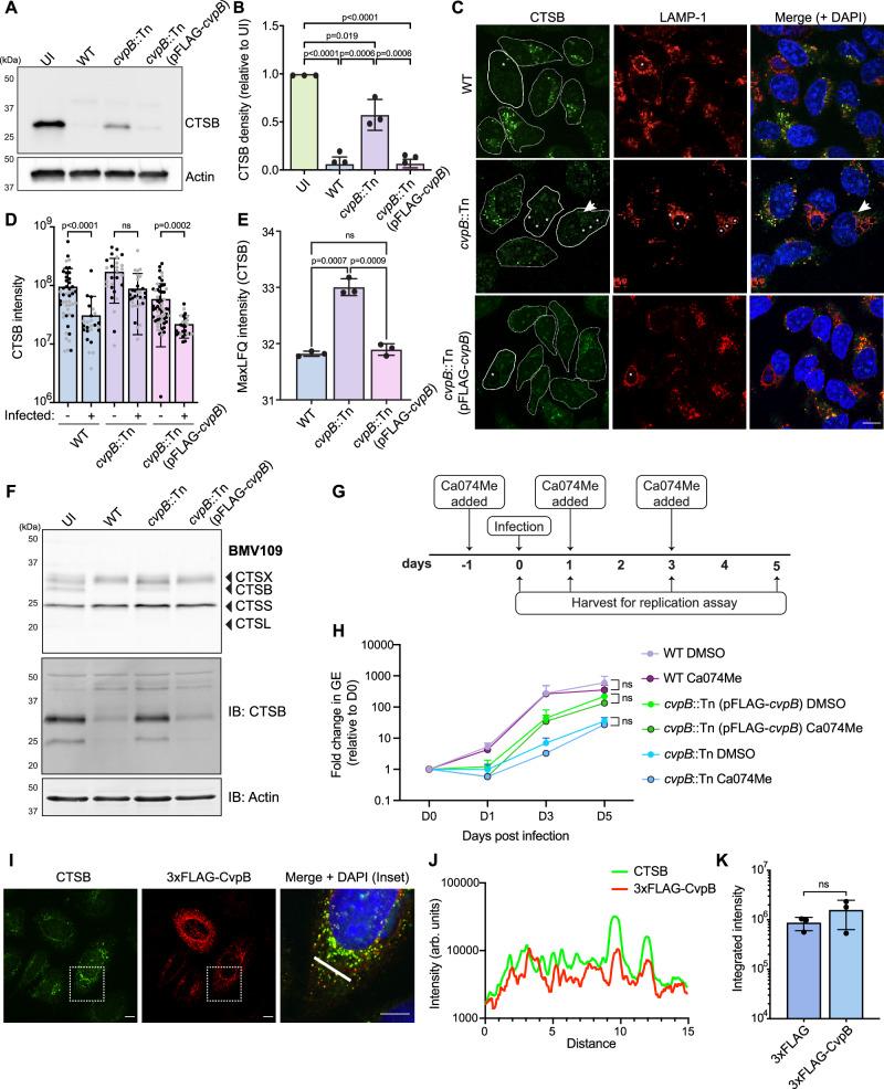 https://cdn.ncbi.nlm.nih.gov/pmc/blobs/8f61/12022341/4198ed8cdd2e/41467_2025_59283_Fig3_HTML.jpg
