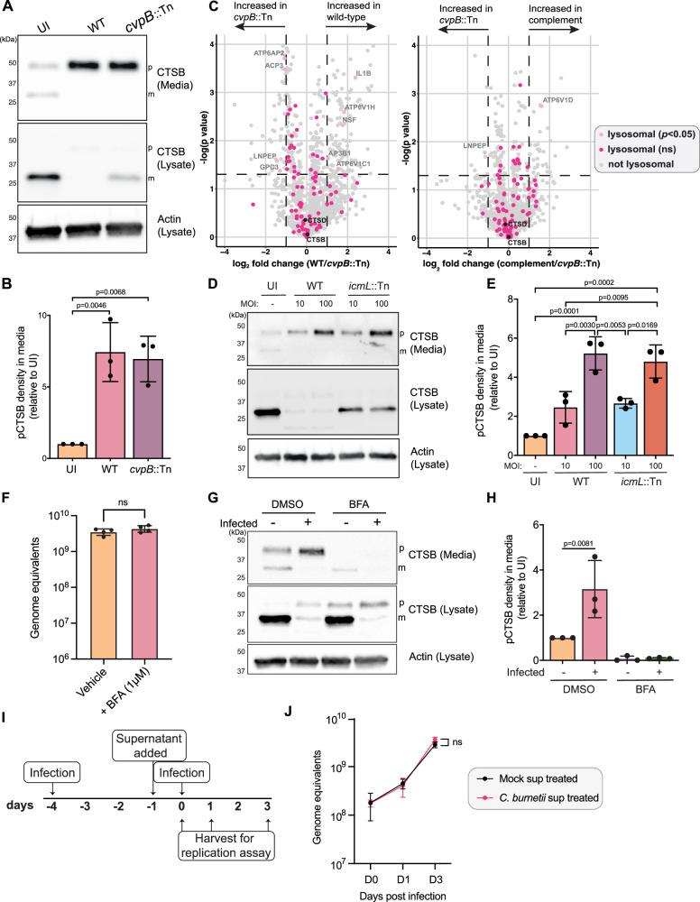 https://cdn.ncbi.nlm.nih.gov/pmc/blobs/8f61/12022341/dd2e6cb7347e/41467_2025_59283_Fig5_HTML.jpg