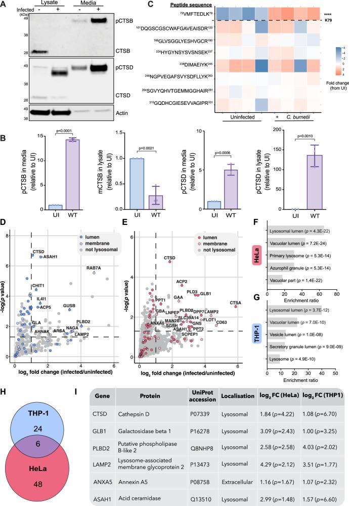 https://cdn.ncbi.nlm.nih.gov/pmc/blobs/8f61/12022341/dfea8116c1bd/41467_2025_59283_Fig4_HTML.jpg