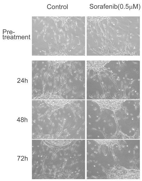 https://cdn.ncbi.nlm.nih.gov/pmc/blobs/8f61/4043634/a1d87829cb82/nihms-361939-f0006.jpg