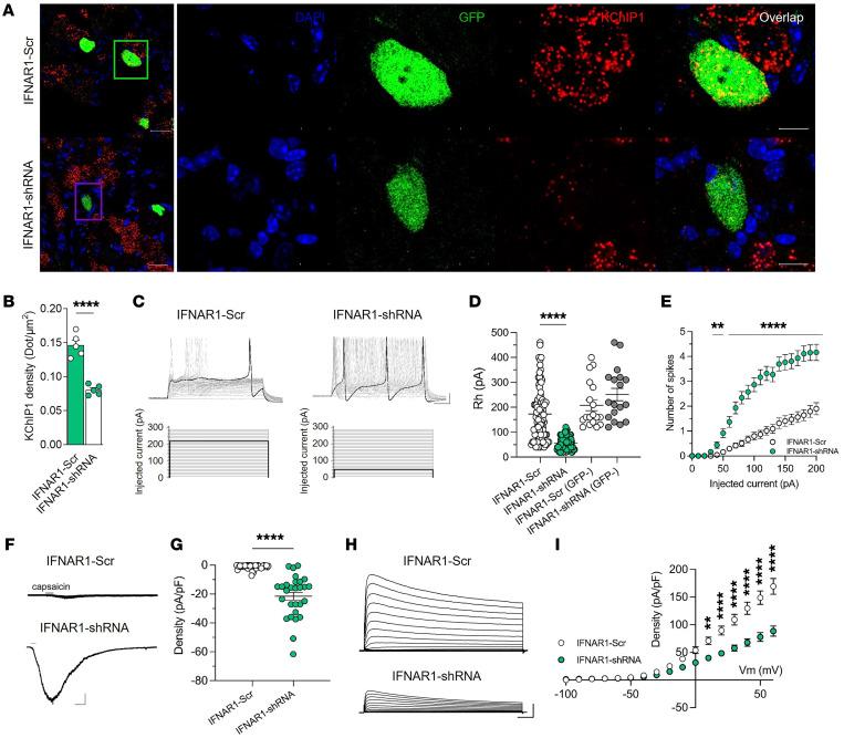 https://cdn.ncbi.nlm.nih.gov/pmc/blobs/8f64/11060736/7b4297f0ce35/jci-134-176474-g177.jpg