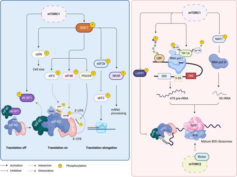 https://cdn.ncbi.nlm.nih.gov/pmc/blobs/8f67/11165851/4332d848bbb6/12964_2024_1699_Fig2_HTML.jpg