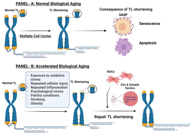 https://cdn.ncbi.nlm.nih.gov/pmc/blobs/8f6d/11200821/abdc58a20efd/bioengineering-11-00524-g001.jpg