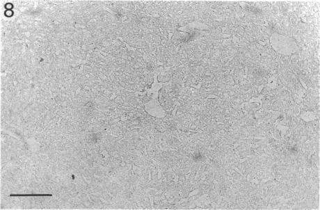https://cdn.ncbi.nlm.nih.gov/pmc/blobs/8f6d/1259718/035b870d57af/janat00148-0048-b.jpg