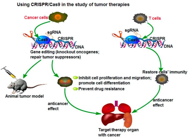 https://cdn.ncbi.nlm.nih.gov/pmc/blobs/8f6f/7910976/ba562f950f2a/pharmaceutics-13-00155-g004.jpg