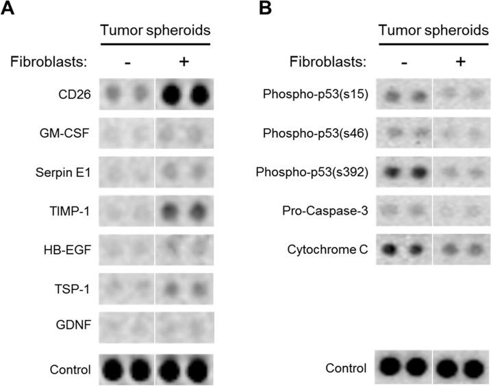 https://cdn.ncbi.nlm.nih.gov/pmc/blobs/8f71/4938568/eb594f3a9680/pone.0159013.g007.jpg