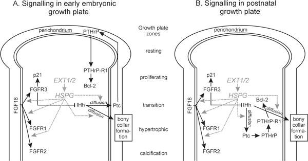 https://cdn.ncbi.nlm.nih.gov/pmc/blobs/8f72/2840003/9c80f29edbb9/1897-4287-2-4-161-5.jpg