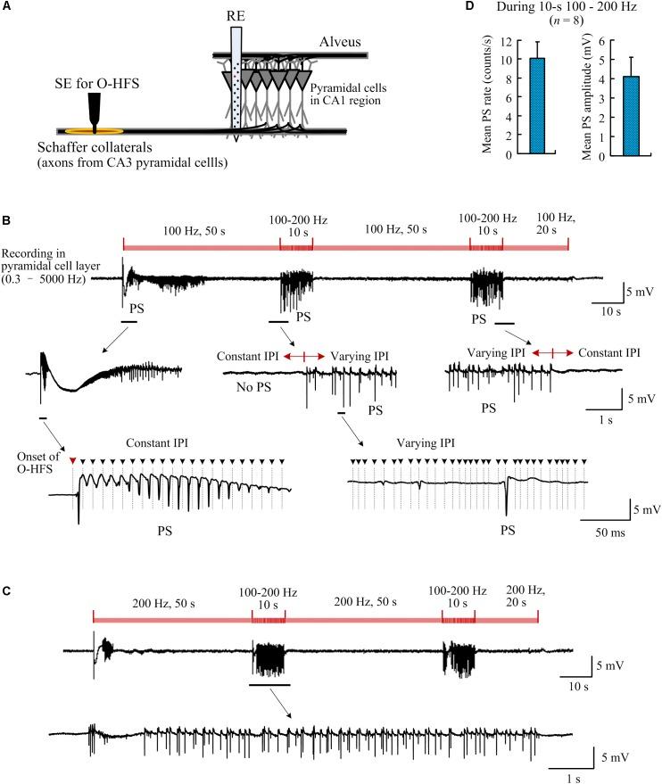 https://cdn.ncbi.nlm.nih.gov/pmc/blobs/8f72/6365434/881be210a3c9/fnins-13-00036-g007.jpg