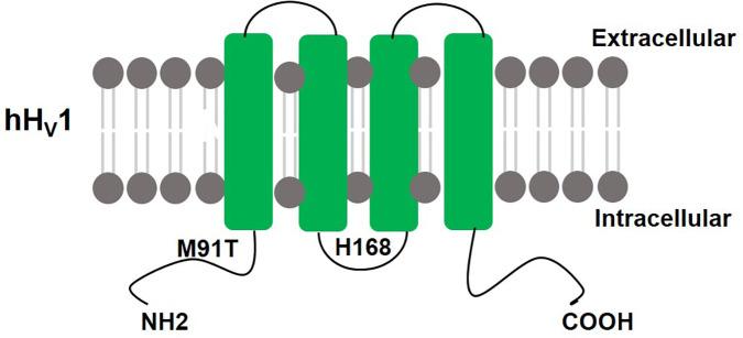 https://cdn.ncbi.nlm.nih.gov/pmc/blobs/8f72/8063047/a2ddd780225d/fncel-15-662971-g001.jpg