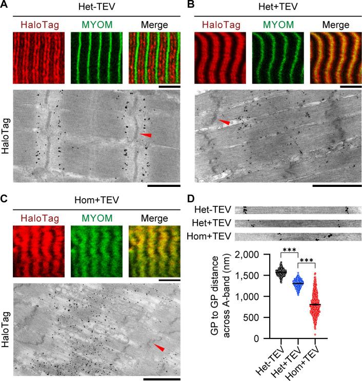 https://cdn.ncbi.nlm.nih.gov/pmc/blobs/8f73/7781594/62b4a39c9605/elife-64107-fig7.jpg