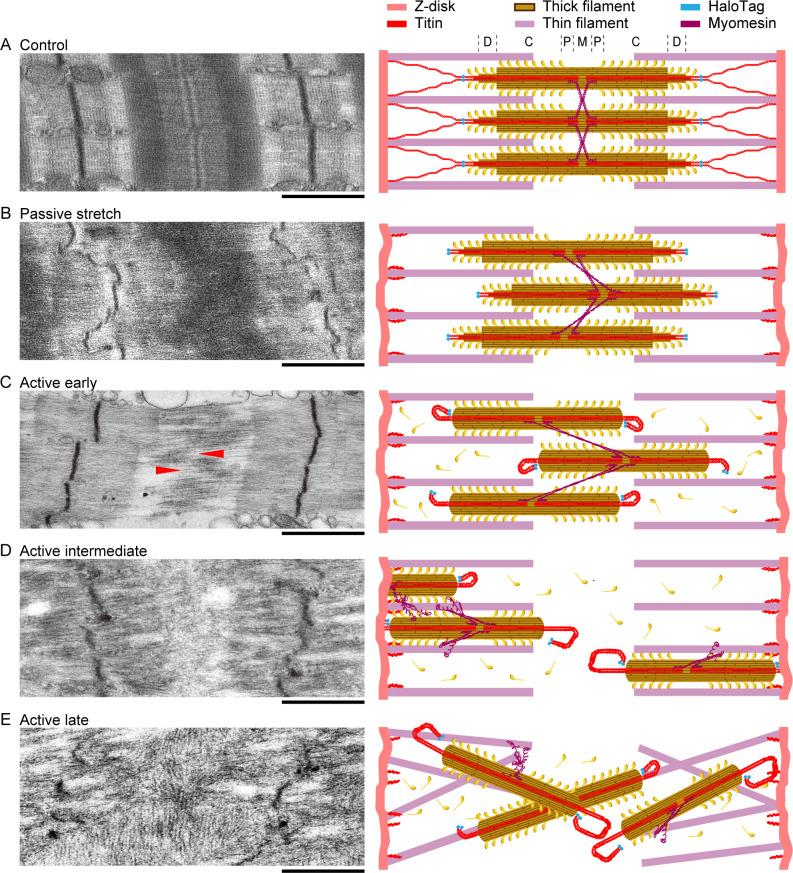 https://cdn.ncbi.nlm.nih.gov/pmc/blobs/8f73/7781594/698566f5a12f/elife-64107-fig8.jpg