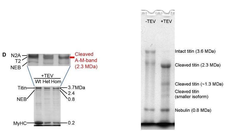https://cdn.ncbi.nlm.nih.gov/pmc/blobs/8f73/7781594/99592fa622fc/elife-64107-resp-fig1.jpg