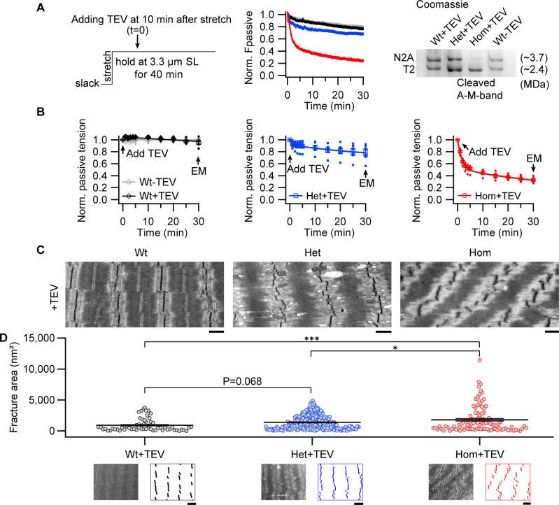 https://cdn.ncbi.nlm.nih.gov/pmc/blobs/8f73/7781594/aff7f7ca41b9/elife-64107-fig4.jpg