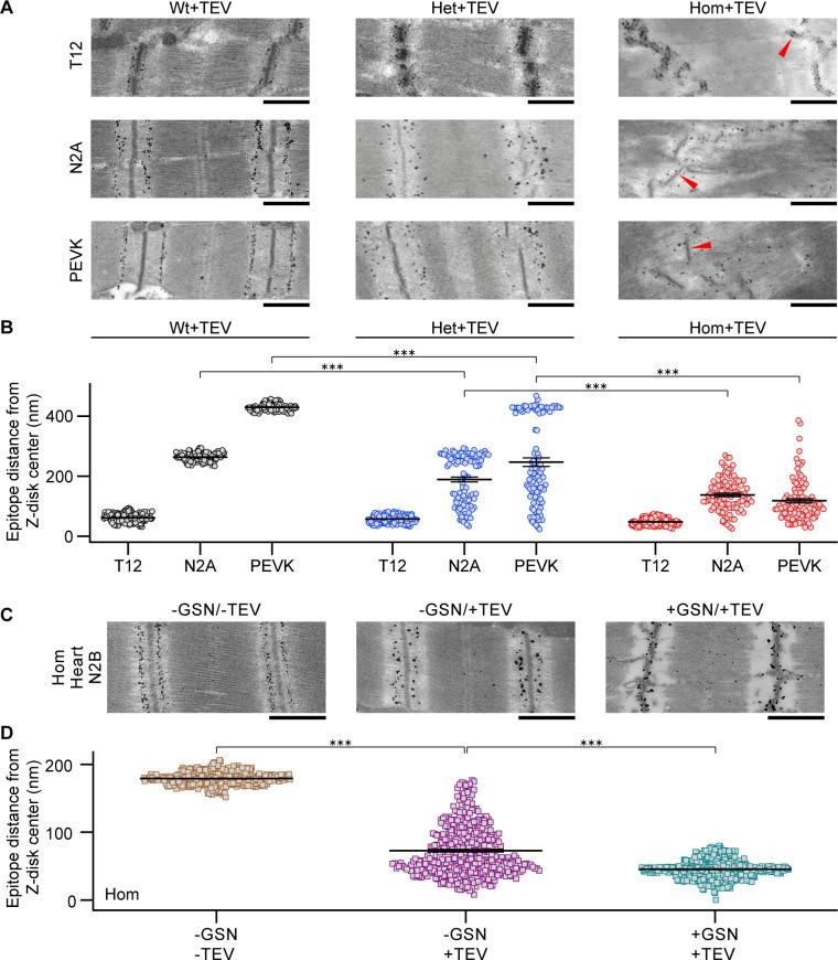 https://cdn.ncbi.nlm.nih.gov/pmc/blobs/8f73/7781594/e1cf54e12e17/elife-64107-fig5.jpg