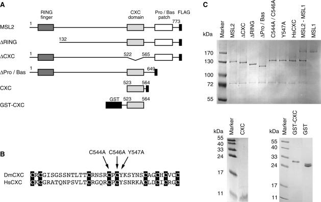 https://cdn.ncbi.nlm.nih.gov/pmc/blobs/8f76/2879509/6a216bd0b551/gkq026f1.jpg
