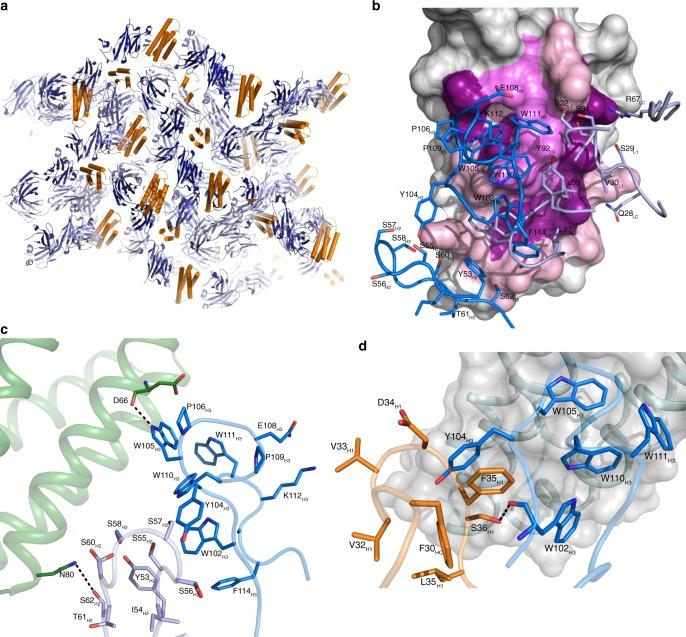 https://cdn.ncbi.nlm.nih.gov/pmc/blobs/8f76/7101349/25cc2d0a2b32/41467_2020_15363_Fig4_HTML.jpg
