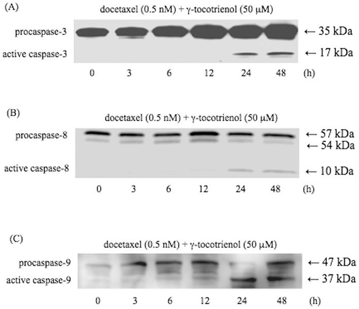 https://cdn.ncbi.nlm.nih.gov/pmc/blobs/8f78/3583629/48922253cac3/IJO-42-01-0075-g04.jpg