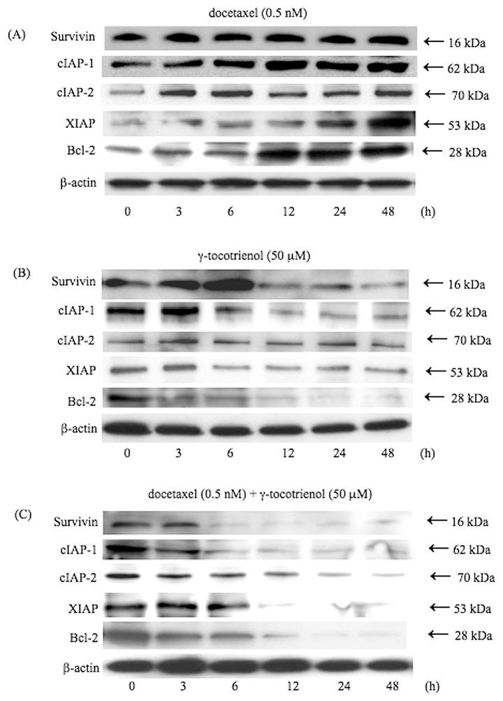 https://cdn.ncbi.nlm.nih.gov/pmc/blobs/8f78/3583629/53da4c7e3a87/IJO-42-01-0075-g03.jpg