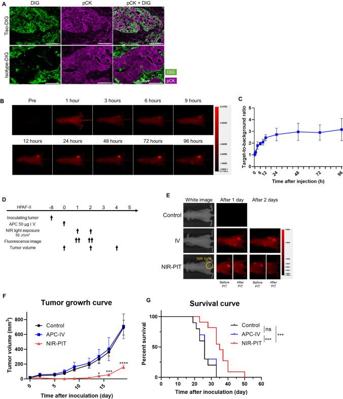 https://cdn.ncbi.nlm.nih.gov/pmc/blobs/8f7a/11699179/9b26721254ec/262_2024_3903_Fig3_HTML.jpg