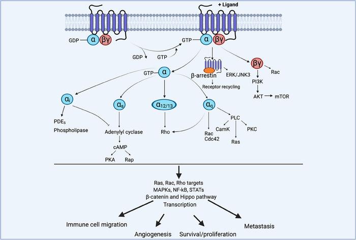 https://cdn.ncbi.nlm.nih.gov/pmc/blobs/8f7c/11628915/24cf7384883f/EJI-54-2350870-g003.jpg