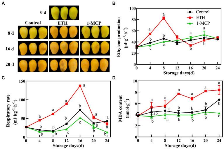 https://cdn.ncbi.nlm.nih.gov/pmc/blobs/8f7e/9531572/af348194c4d9/fpls-13-971050-g001.jpg