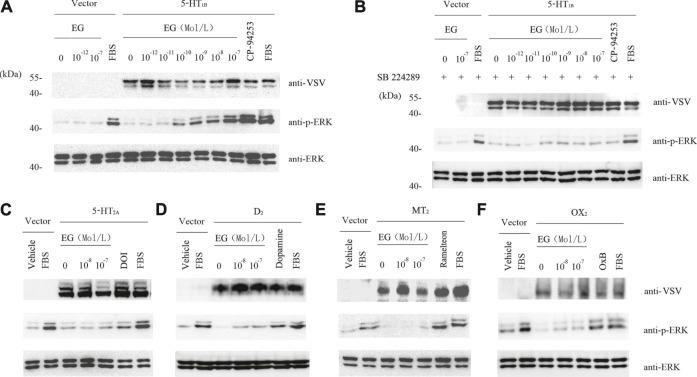 https://cdn.ncbi.nlm.nih.gov/pmc/blobs/8f80/8450432/99477038e5ab/fphar-12-735876-g005.jpg