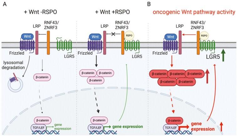 https://cdn.ncbi.nlm.nih.gov/pmc/blobs/8f82/12095797/d5ec37305064/ltaf017_fig1.jpg