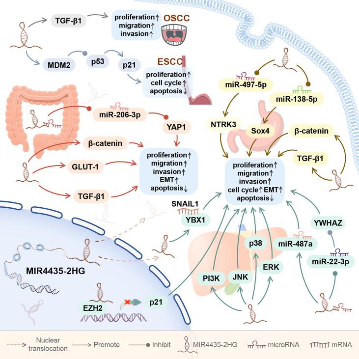 https://cdn.ncbi.nlm.nih.gov/pmc/blobs/8f86/9240468/7ba4cc8919e3/fimmu-13-855078-g002.jpg